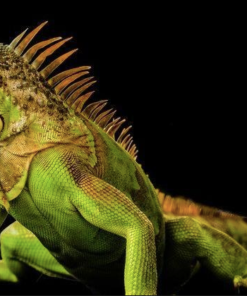 Iguane Vert de 2–3 Pieds À Vendre