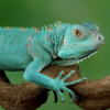 Iguane Axanthic Bleu 2 – 3 Pieds à Vendre