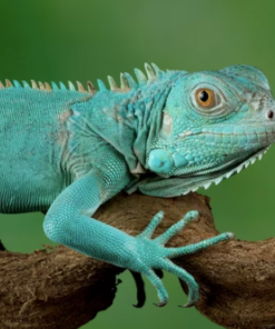 Iguane Axanthic Bleu 2 – 3 Pieds à Vendre