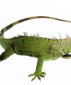 Iguanes Verts de 3 à 4 Pieds à Vendre