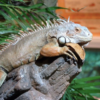 Iguane Vert 4-5 Pieds à Vendre