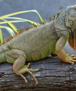Iguane Vert 5–6 Pieds à Vendre (Iguana iguana)