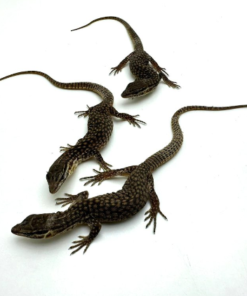 Varan Ackie (Varanus acanthurus) à vendre