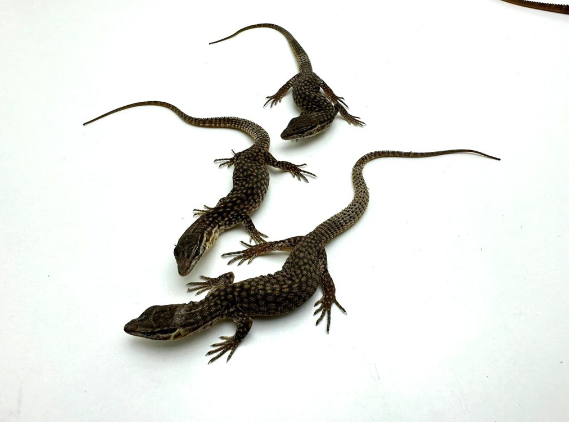 Varan Ackie (Varanus acanthurus) à vendre