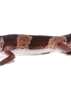 Gecko à Queue Grasse Africain à vendre