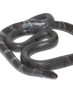 Acheter Serpent Couleuvre Africaine