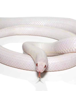 Serpent Roi de Californie Albinos à vendre