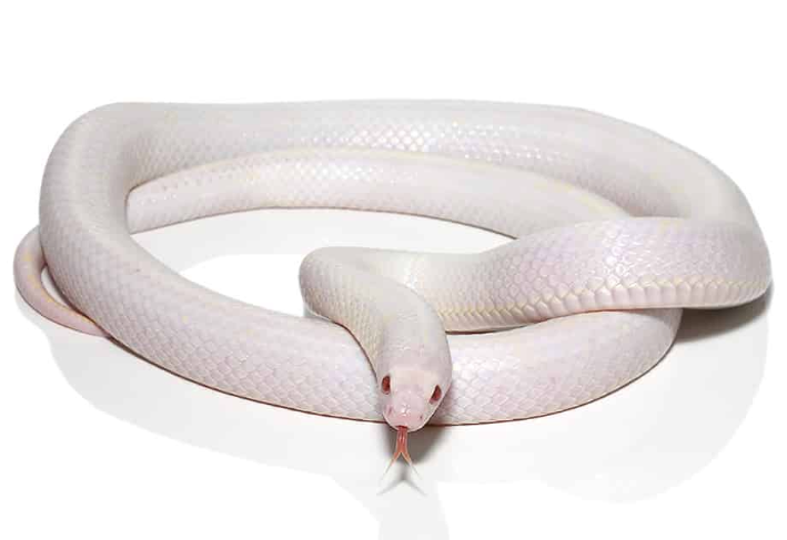 Serpent Roi de Californie Albinos à vendre