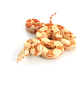 Boa Colombien Albinos à vendre