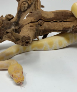 Python Royal Albino Enchi à vendre
