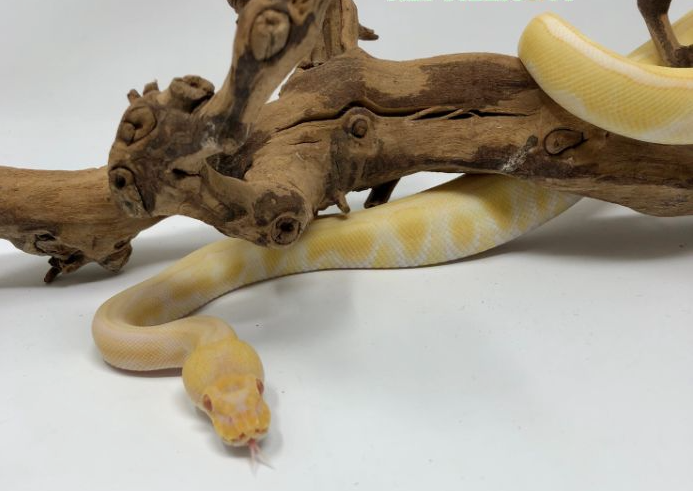 Python Royal Albino Enchi à vendre