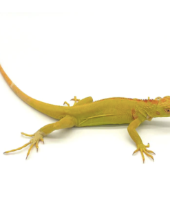 Iguane Albinos à vendre