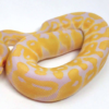Python royal albinos à vendre