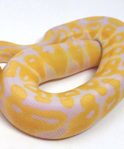 Python royal albinos à vendre
