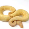 Python Royal Albino Pinstripe à vendre