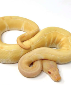 Python Royal Albino Pinstripe à vendre