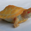 Tortue Slider Albinos à vendre