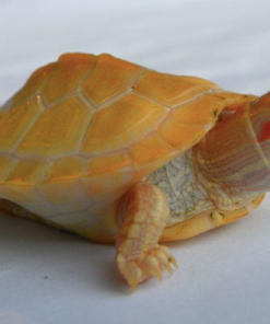 Tortue Slider Albinos à vendre