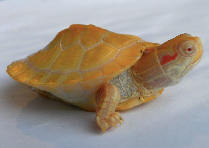 Tortue Slider Albinos à vendre