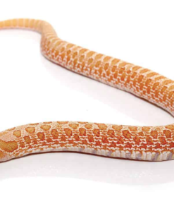 Couleuvre à nez retroussé de l’Ouest Albinos à vendre