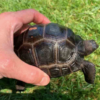Achat Tortue Aldabra
