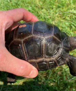 Achat Tortue Aldabra