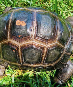 Achat Tortue Aldabra