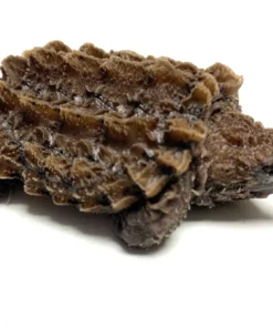 Tortue Alligator (Macrochelys temminckii) à Vendre