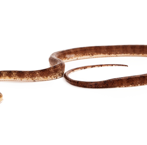 Amazon Tree Boa à vendre