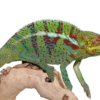Caméléon panthère Ambanja à vendre