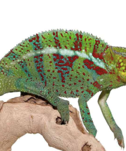 Caméléon panthère Ambanja à vendre