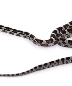 Serpent des blés Anery à vendre