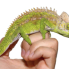 Caméléon Antimena à vendre