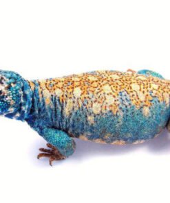 Acheter Uromastyx Bleu Arabe