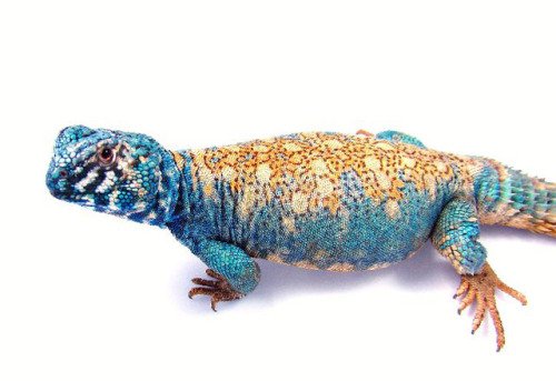 Acheter Uromastyx Bleu Arabe