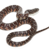 Serpent roi de Floride axanthique à vendre – Lampropeltis getula