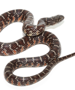 Serpent roi de Floride axanthique à vendre – Lampropeltis getula