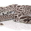 Axanthic Western Hognose à vendre