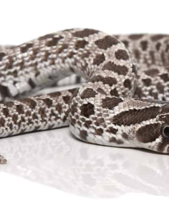 Axanthic Western Hognose à vendre