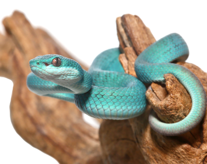 Acheter un Bébé Vipère Bleue de l’Île de Komodo