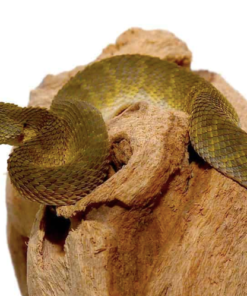 Vente de Vipère Arboricole Verte Squamigera