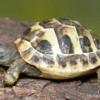 Acheter Bébé Tortue Hermann (Testudo hermanni boettgeri) en France