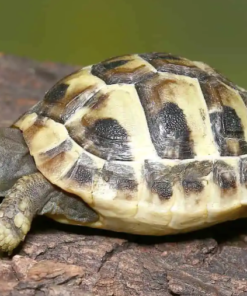 Acheter Bébé Tortue Hermann (Testudo hermanni boettgeri) en France
