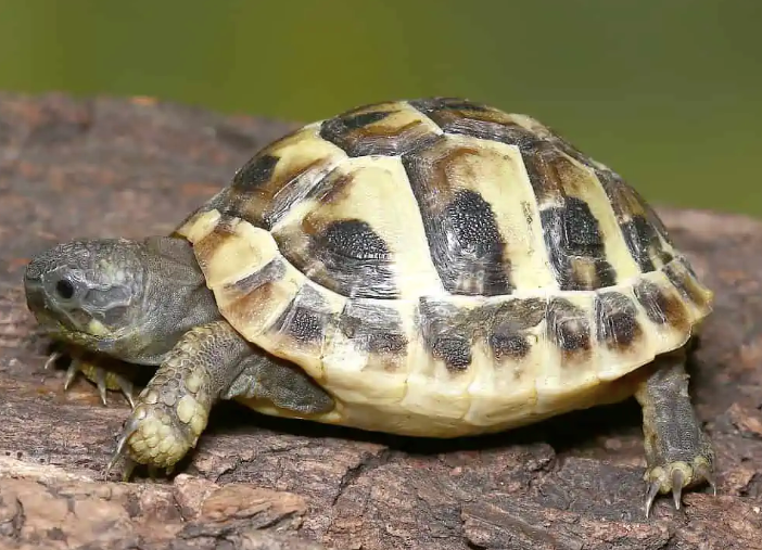 Acheter Bébé Tortue Hermann (Testudo hermanni boettgeri) en France