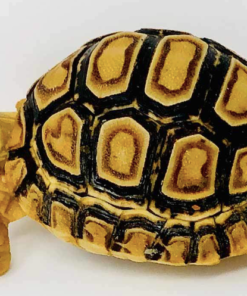 Acheter Tortue Léopard en Ligne