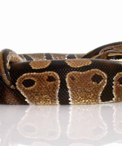 Python Royal à vendre