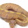 Banana Ball Python à vendre