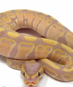 Banana Ball Python à vendre
