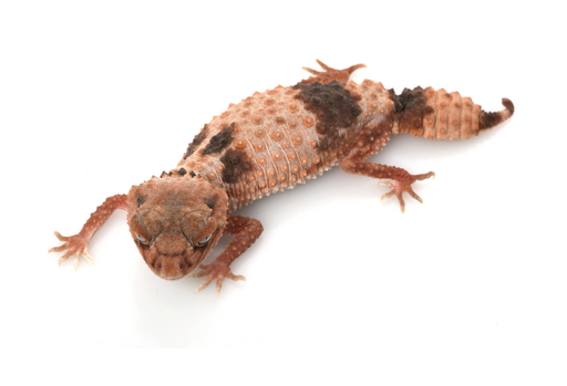 Gecko à queue noueuse rayée à vendre