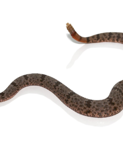 Banded Rock Rattlesnake à vendre